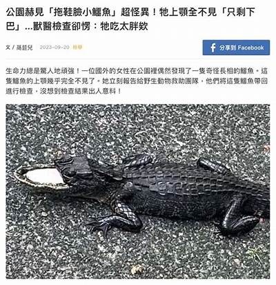 青蛙成人短视频免费在线观看
