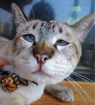 狗变成人偶视频片段免费观看